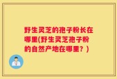野生灵芝的孢子粉长在哪里(野生灵芝孢子粉的自然产地在哪里？)