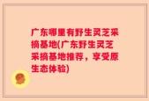 广东哪里有野生灵芝采摘基地(广东野生灵芝采摘基地推荐，享受原生态体验)