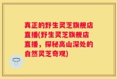 真正的野生灵芝旗舰店直播(野生灵芝旗舰店直播，探秘高山深处的自然灵芝奇观)