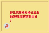 野生灵芝啥时候长出来的(野生灵芝何时生长？