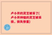 卢小开的灵芝被采了(卢小开种植的灵芝被采摘，损失惨重)