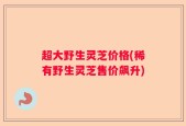 超大野生灵芝价格(稀有野生灵芝售价飙升)