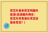 灵芝片是赤灵芝吗图片高清(高清图片揭示：灵芝片究竟是红灵芝还是赤灵芝？)