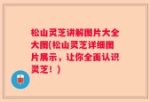 松山灵芝讲解图片大全大图(松山灵芝详细图片展示，让你全面认识灵芝！)