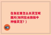 在鱼缸里怎么长灵芝呢图片(如何在水族箱中种植灵芝？)
