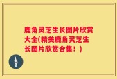 鹿角灵芝生长图片欣赏大全(精美鹿角灵芝生长图片欣赏合集！)