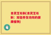 青灵芝石斛(青灵芝石斛：双倍养生功效的健康植物)