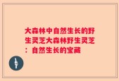 大森林中自然生长的野生灵芝大森林野生灵芝：自然生长的宝藏
