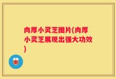肉厚小灵芝图片(肉厚小灵芝展现出强大功效)