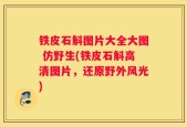 铁皮石斛图片大全大图 仿野生(铁皮石斛高清图片，还原野外风光)