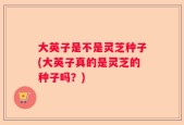 大英子是不是灵芝种子(大英子真的是灵芝的种子吗？)