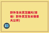 野外生长灵芝图片(惊艳！野外灵芝生长情景大公开)