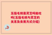 五指毛桃是灵芝吗能吃吗(五指毛桃与灵芝的关系及食用方式介绍)