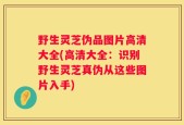野生灵芝伪品图片高清大全(高清大全：识别野生灵芝真伪从这些图片入手)