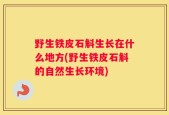 野生铁皮石斛生长在什么地方(野生铁皮石斛的自然生长环境)