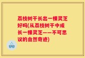 荔枝树干长出一棵灵芝好吗(从荔枝树干中成长一棵灵芝——不可思议的自然奇迹)