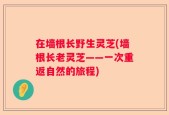 在墙根长野生灵芝(墙根长老灵芝——一次重返自然的旅程)