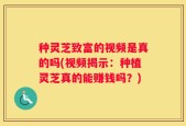 种灵芝致富的视频是真的吗(视频揭示：种植灵芝真的能赚钱吗？)