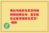 黄松甸有野生灵芝吗视频探秘黄松甸：是否能在这里发现野生灵芝？-视频