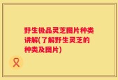 野生极品灵芝图片种类讲解(了解野生灵芝的种类及图片)