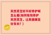 天然灵芝好不好养护呢怎么看(如何有效养护天然灵芝，让其健康茁壮生长？)