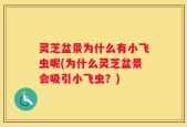 灵芝盆景为什么有小飞虫呢(为什么灵芝盆景会吸引小飞虫？)