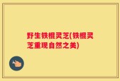 野生铁棍灵芝(铁棍灵芝重现自然之美)