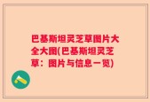 巴基斯坦灵芝草图片大全大图(巴基斯坦灵芝草：图片与信息一览)