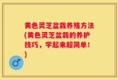 黄色灵芝盆栽养殖方法(黄色灵芝盆栽的养护技巧，学起来超简单！)