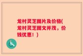 龙村灵芝图片及价格(龙村灵芝图文并茂，价钱优惠！)