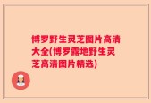 博罗野生灵芝图片高清大全(博罗露地野生灵芝高清图片精选)
