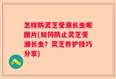 怎样防灵芝受潮长虫呢图片(如何防止灵芝受潮长虫？灵芝养护技巧分享)