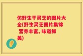 仿野生干灵芝的图片大全(野生灵芝图片集锦 营养丰富, 味道鲜美)