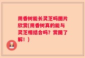 阴香树能长灵芝吗图片欣赏(阴香树真的能与灵芝相结合吗？赏图了解！)