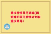 重庆种植灵芝姐妹(两姐妹的灵芝种植计划在重庆萌芽)
