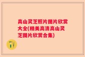 高山灵芝照片图片欣赏大全(精美高清高山灵芝图片欣赏合集)