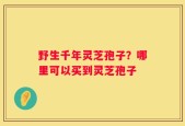 野生千年灵芝孢子？哪里可以买到灵芝孢子
