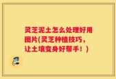 灵芝泥土怎么处理好用图片(灵芝种植技巧，让土壤变身好帮手！)