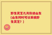 野生灵芝几月份进山东(山东何时可以采摘野生灵芝？)