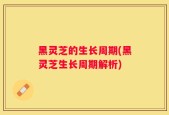 黑灵芝的生长周期(黑灵芝生长周期解析)