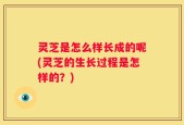 灵芝是怎么样长成的呢(灵芝的生长过程是怎样的？)