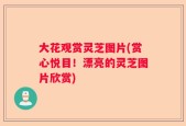 大花观赏灵芝图片(赏心悦目！漂亮的灵芝图片欣赏)
