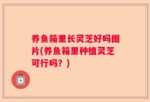 养鱼箱里长灵芝好吗图片(养鱼箱里种植灵芝可行吗？)