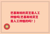巴基斯坦的灵芝是人工种植吗(巴基斯坦灵芝是人工种植的吗？)