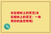 长在榄树上的灵芝(长在榄树上的灵芝：一场奇妙的自然奇观)