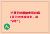 把灵芝树根抬走可以吗(灵芝树根被拔走，可行吗？)