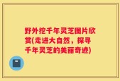 野外挖千年灵芝图片欣赏(走进大自然，探寻千年灵芝的美丽奇迹)