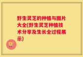 野生灵芝的种植与图片大全(野生灵芝种植技术分享及生长全过程展示)