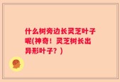 什么树旁边长灵芝叶子呢(神奇！灵芝树长出异形叶子？)