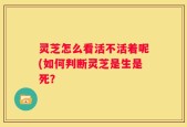 灵芝怎么看活不活着呢(如何判断灵芝是生是死？